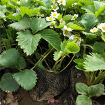 云浮市阿玛奥草莓苗免费提供技术图片4