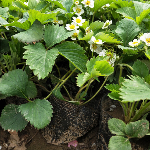 延边州章姬草莓苗种植示范基地