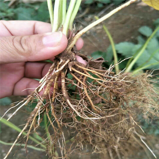 莱芜市法兰地草莓苗品种