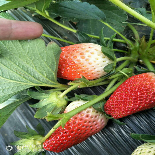 重庆童子一号草莓苗种植示范基地