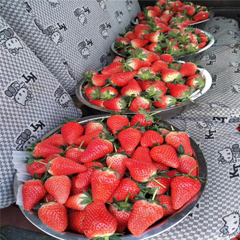 绍兴市丰香草莓苗种植技术指导