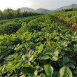 衢州市牛奶草莓苗批发价格图片