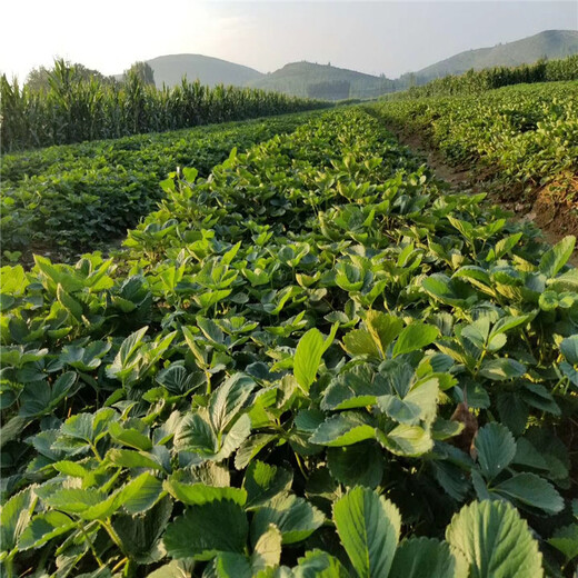甘南州大棚草莓苗品种多
