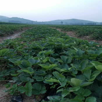 渭南市妙香草莓苗一亩地需要