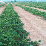 渭南市妙香草莓苗一亩地需要图片1