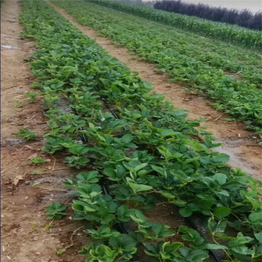 黔西南州京留香草莓苗免费提供技术