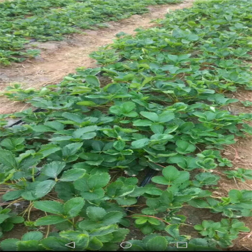 天津甜宝草莓苗种植技术指导