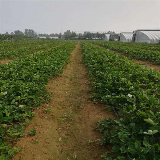 舟山市蜀香草莓苗成活率高
