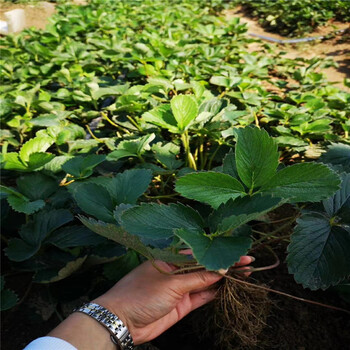 延边州红袖添香草莓苗种植技术指导