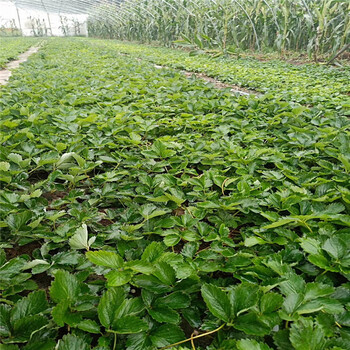 巴彦淖尔市黔莓草莓苗100棵起售