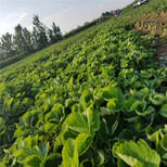 广州市贵美人草莓苗种植技术指导图片2
