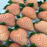 广州市贵美人草莓苗种植技术指导图片3