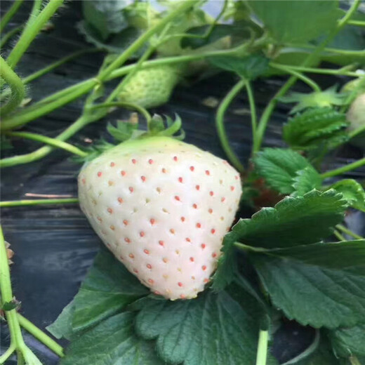 吉林省白雪公主草莓苗种植示范基地