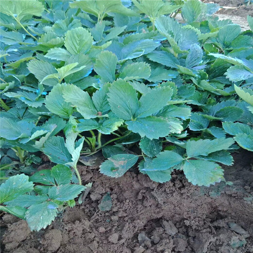 徐州市法兰地草莓苗种植技术指导