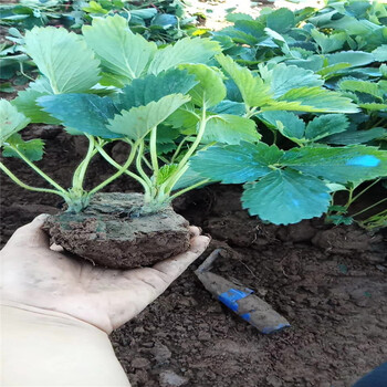 香港岛红袖添香草莓苗几年结果