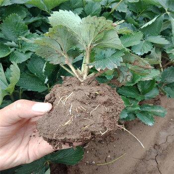 南充市桃薰草莓苗种植示范基地