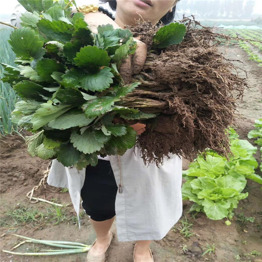 三沙市京泉香草莓苗品种多成活率好