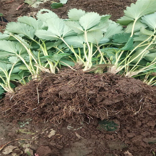 海北州香蕉草莓苗种植示范基地