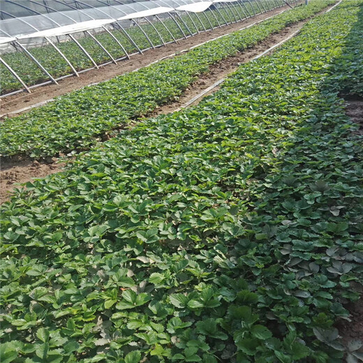 鄂州市四叶一心草莓苗批发基地