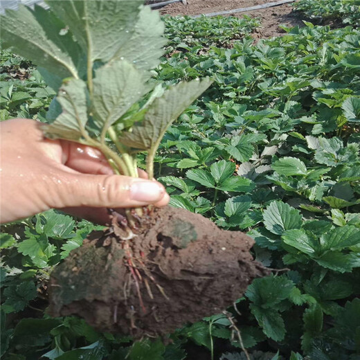 阿勒泰地区香蕉草莓苗免费提供技术