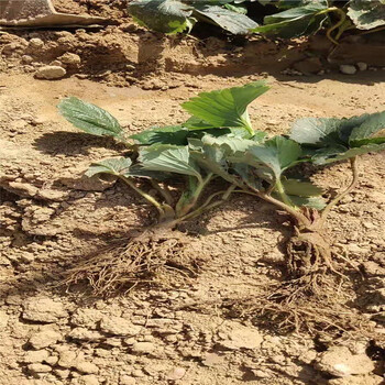 南昌市桃薰草莓苗免费提供技术