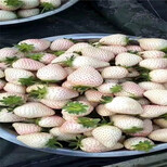 盐城市京藏香草莓苗价格透明图片3