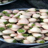 长治市红颜草莓苗100棵起售图片5