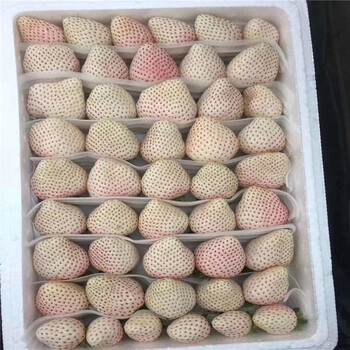 日喀则地区甜查理草莓苗带土发货