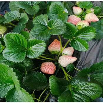 泉州市法兰地草莓苗种植方法