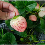 泉州市法兰地草莓苗种植方法图片1