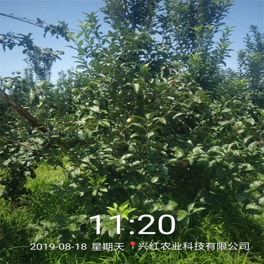 明月苹果苗出售、明月苹果苗品种