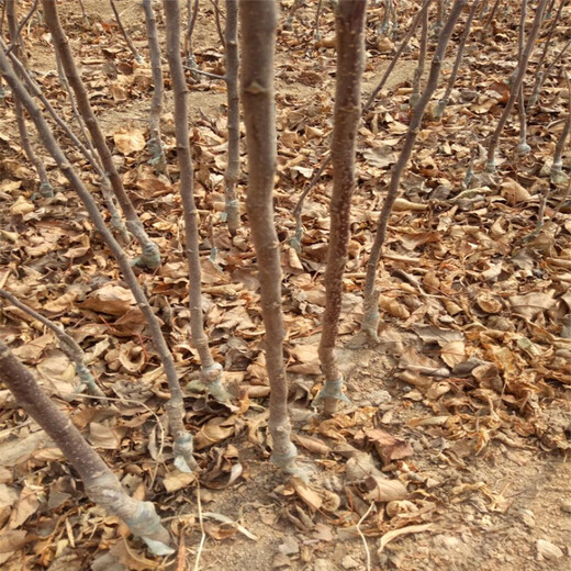 瑞香红苹果苗基地、瑞香红苹果苗现挖现卖