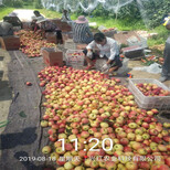 批发花牛苹果苗、花牛苹果苗价格及基地图片4