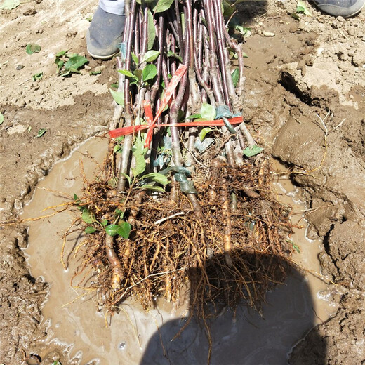 红嘎啦苹果苗、红嘎啦苹果苗品种