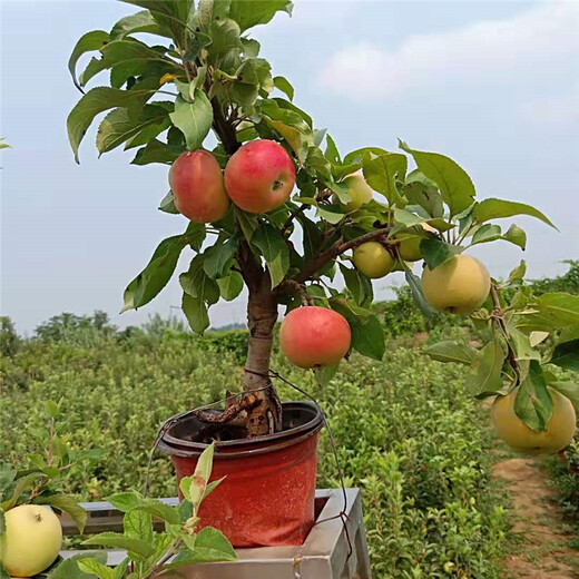 出售鲁丽苹果苗、鲁丽苹果苗保湿邮寄