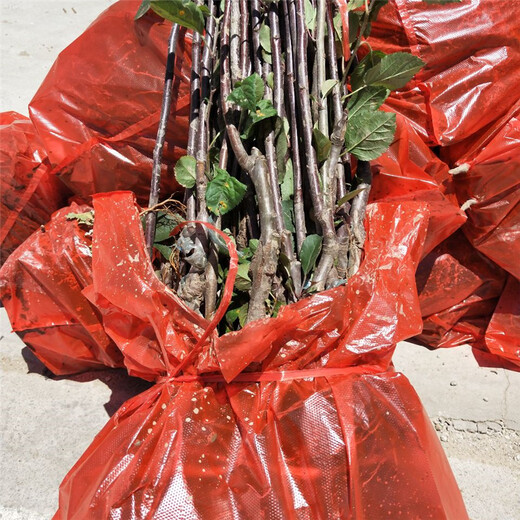 秦蜜苹果苗基地、秦蜜苹果苗新品种