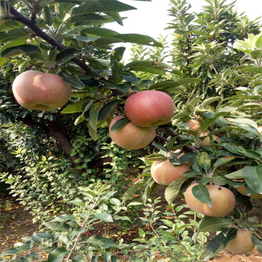 水蜜桃苹果苗出售、水蜜桃苹果苗价位
