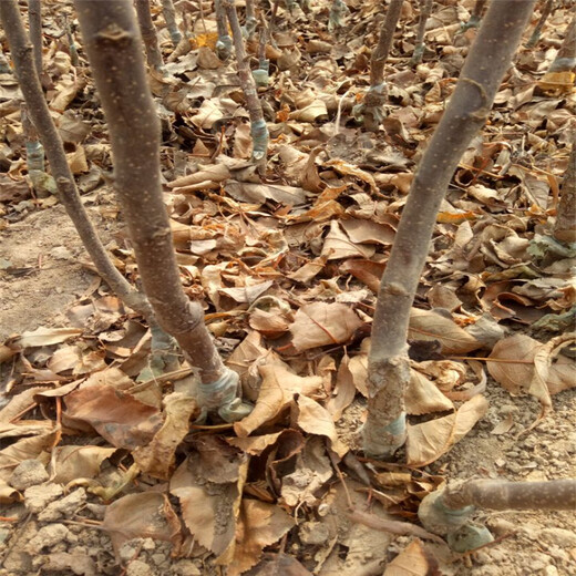 红富士苹果苗、红富士苹果苗基地