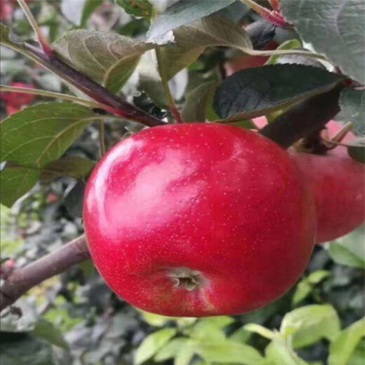 秦蜜苹果苗出售、秦蜜苹果苗保湿邮寄