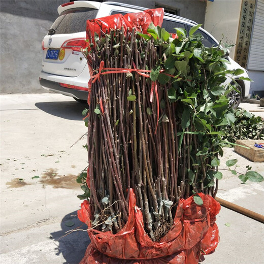 红肉苹果苗基地、红肉苹果苗基地