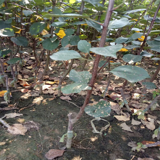 寒富苹果苗基地、寒富苹果苗新品种