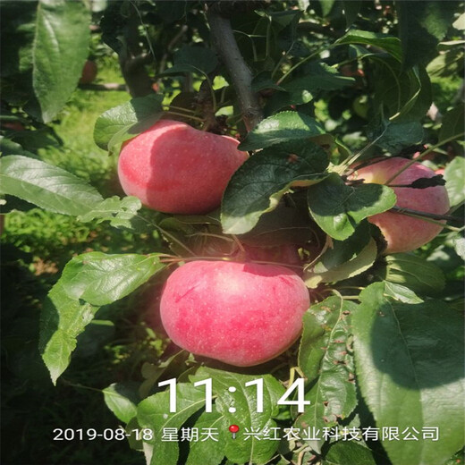 红富士苹果苗、红富士苹果苗新品种