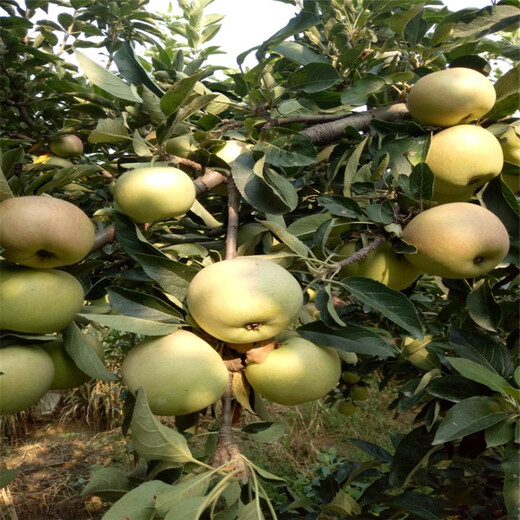 出售烟富苹果苗、烟富苹果苗价格