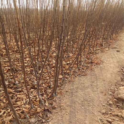 山东烟富苹果苗、烟富苹果苗基地