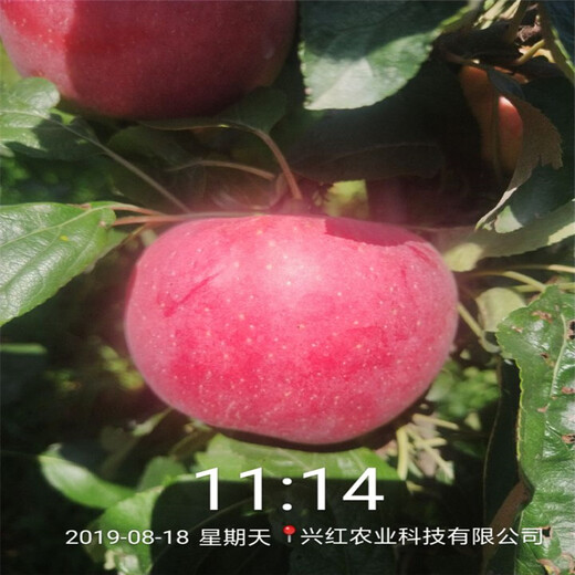 明月苹果苗新品种、明月苹果苗基地
