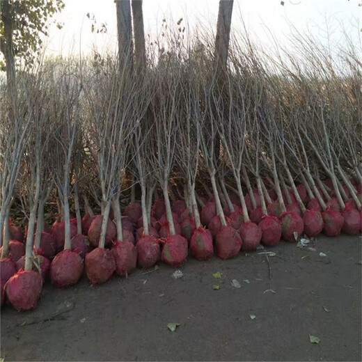 山东花石榴苗、花石榴苗保湿邮寄