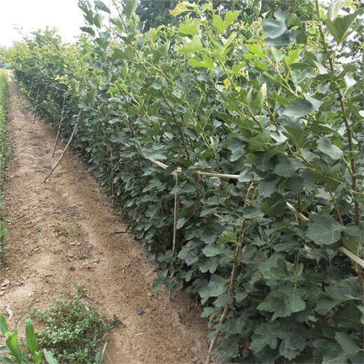甜山楂苗种植方法湖南省