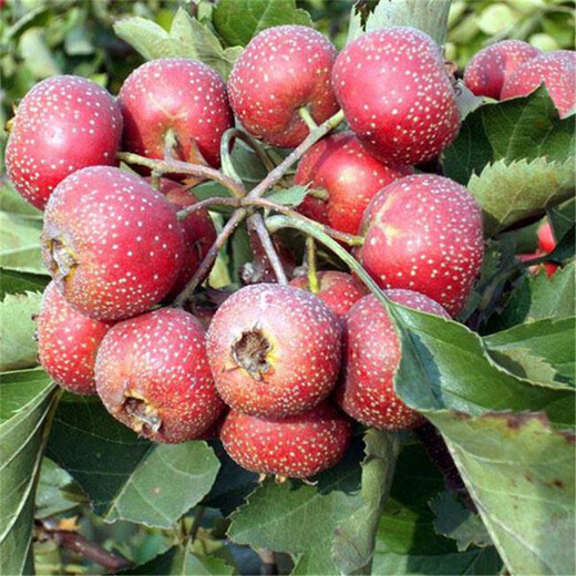 甜山楂苗种植示范基地新疆