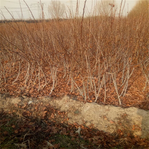 种植山楂苗抢购内蒙古