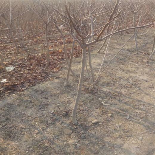 甜山楂苗什么时候种植好黑龙江省